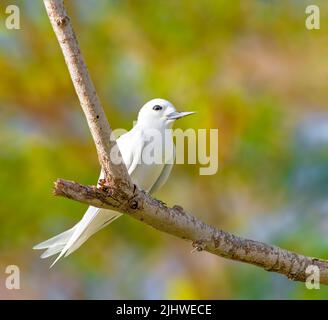 Une belle perlière perchée sur un arbre Banque D'Images