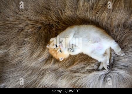 Un chaton est couché en décubitus dorsal sur un tapis de laine marron. Le chaton innocent léchant sa fourrure et piquant ses pieds. Anglais cheveux courts mignon, couché avec Banque D'Images