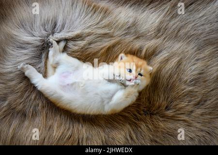 Un chaton est couché en décubitus dorsal sur un tapis de laine marron. Le chaton innocent léchant sa fourrure et piquant ses pieds. Anglais cheveux courts mignon, couché avec Banque D'Images