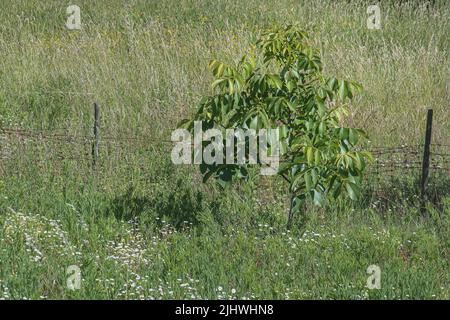 petit arbre d'avocat poussant dans le champ avec la lumière naturelle du soleil Banque D'Images