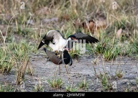 Lapwing à puissance rouge, Vanellus indicus, deux oiseaux se accouplant en Inde Banque D'Images