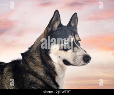 Husky de Sibérie in front of white background Banque D'Images