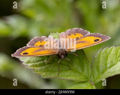 Un papillon Gatekeeper, (Pyronia tithonus), également connu sous le nom de haie Brown, au repos sur une feuille de Bramble Banque D'Images