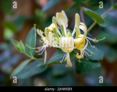 Belle tête de fleur d'une feuille de miel jaune commune (Lonicera periclymenum) avec un trellis en arrière-plan Banque D'Images