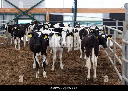 un groupe de jeunes vaches laitières en plein air marchant dans une ferme Banque D'Images