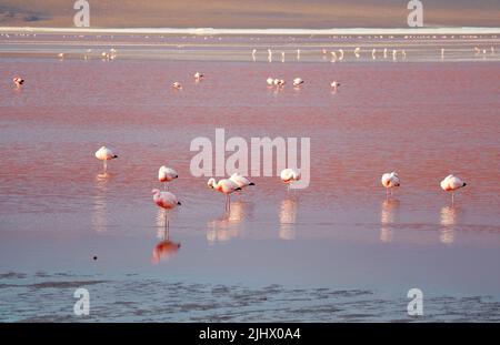 Incroyable flamants flamboyance paître à Laguna Colorada, la lagune Rouge à Altiplano bolivien, département de Potosi de Bolivie, Amérique du Sud Banque D'Images