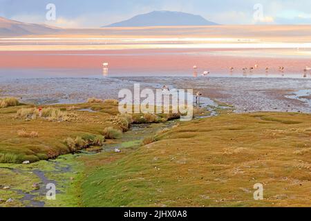 Vue panoramique sur le flamboyant Flamingos paissant à Laguna Colorada ou sur la lagune Rouge à Altiplano bolivien, Bolivie, Amérique du Sud Banque D'Images