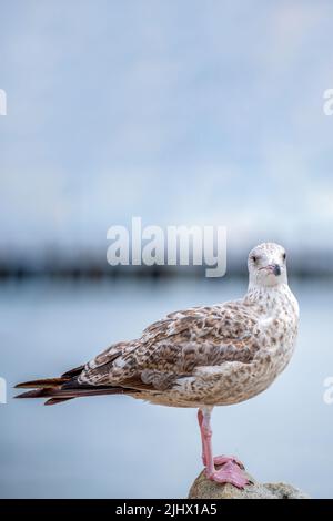 Le mouette est debout sur une pierre. Goéland argenté européen, Larus argentatus. Gros plan d'un mouette debout sur une roche près de l'eau Banque D'Images