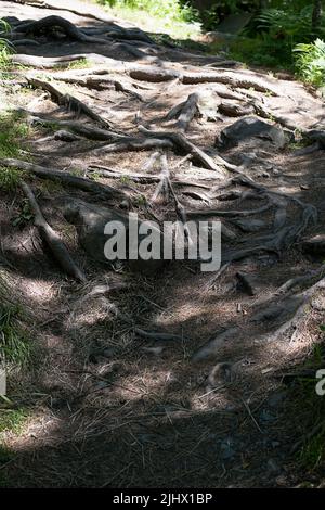 Chemin forestier recouvert de racines tordues. Racines d'arbres, gros plan. Banque D'Images