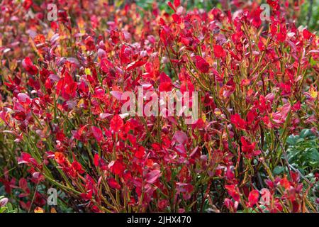 Brousse de myrtille en automne avec des feuilles rouges Banque D'Images