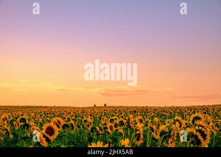 Champ de tournesol à l'heure d'or avec lumière du soleil de moody fin juillet avec grande lumière du soleil près de Francfort, Allemagne. Paysage beauté pittoresque en Allemagne Banque D'Images