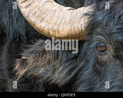 Gros plan de la tête d'un Buffalo aquatique (Bubalus bubalis), Cambridgeshire, Angleterre Banque D'Images