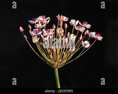 Tête de fleur (Butomus umbellatus), Cambridgeshire, Angleterre Banque D'Images