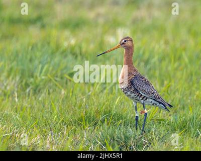 Godwit à queue noire (Limosa limosa), Cambridgeshire, Angleterre Banque D'Images