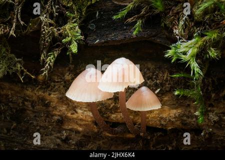 Faune d'Europe - champignons comestibles et non comestibles poussant en forêt. Banque D'Images