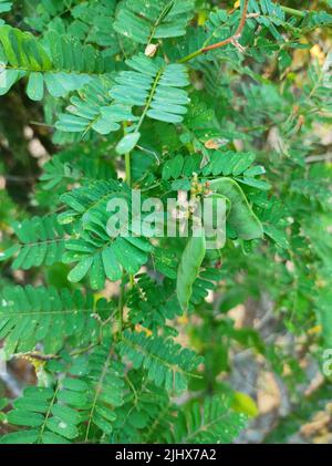 Une gomme de Neem est un naturel extrait de l'arbre de Neem par blessure induite ou naturelle Banque D'Images