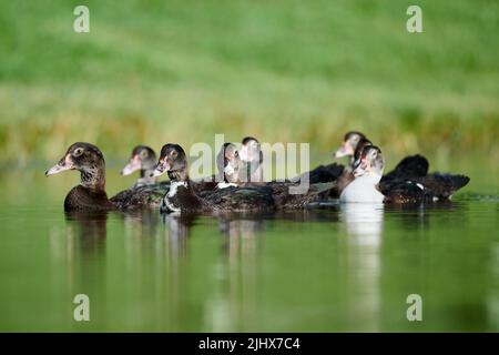 Vue pittoresque d'un troupeau de jeunes canards Muscovy qui nagent dans un étang près de la rive et se réfléchissent dans l'eau en Floride Banque D'Images