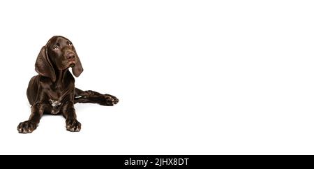 Studio photo de beau chien, puré, weimaraner posant, reposant calmement sur le sol et regardant vers le haut isolé sur fond blanc Banque D'Images