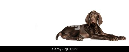 Studio de photo de beau chien de race pure, weimaraner posant, couché sur sol isolé sur fond blanc. Look endormi Banque D'Images