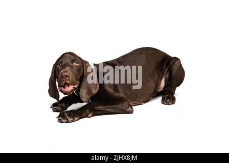 Studio de photo de beau chien de race, weimaraner posant, couché sur le sol et aboyant isolé sur fond blanc Banque D'Images