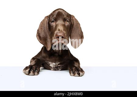 Studio photo de beau, chien de race pure, weimaraner posant, regardant l'appareil photo isolé sur fond blanc Banque D'Images