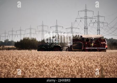 20 juillet 2022, Basse-Saxe, Wendeburg : un agriculteur récolte des pommes de terre derrière un champ de céréales avec ses aides. Photo: Stefan Jaitner/dpa Banque D'Images