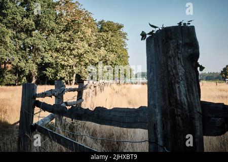 20 juillet 2022, Basse-Saxe, Wendeburg: Une clôture en bois dans le district de Sophiental sépare deux pâturages avec des herbes séchées. Photo: Stefan Jaitner/dpa Banque D'Images