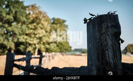 20 juillet 2022, Basse-Saxe, Wendeburg: Une clôture en bois dans le district de Sophiental sépare deux pâturages avec des herbes séchées. Photo: Stefan Jaitner/dpa Banque D'Images