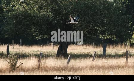 20 juillet 2022, Basse-Saxe, Wendeburg : un wapiti blanc (Ciconia Ciconia) survole un pâturage séché dans le district de Sophiental. Photo: Stefan Jaitner/dpa Banque D'Images