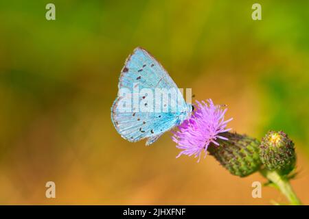 Gros plan d'un papillon à corps léger, Lycaenidae, sur un chardon en coton, photo macro Banque D'Images