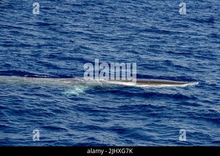 rorqual respirant sur la surface bleue de la mer Banque D'Images