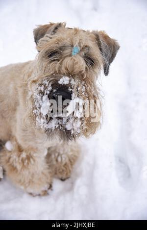 Chien doré doux et irlandais sur une promenade dans un parc enneigé. Banque D'Images