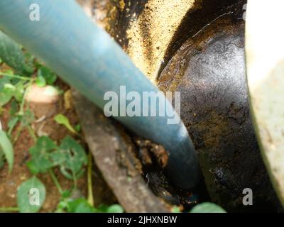 L'élimination des boues d'épuration et le nettoyage avec un tuyau à vide dans le drain et le réservoir septique en béton de l'eau de lavage, système de traitement des eaux usées de la maison Banque D'Images