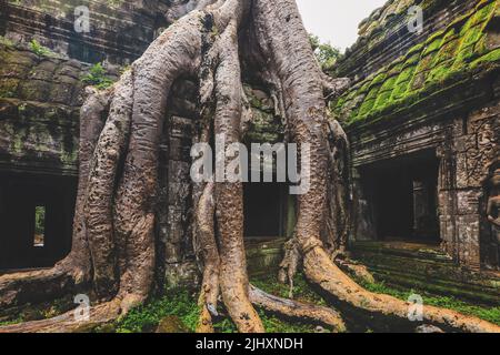 Racines d'arbres qui poussent au-dessus du temple khmer de Ta Prohm, Siem Reap, Cambodge Banque D'Images