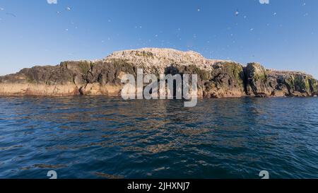 Colonie de Gannet sur l'île de Grassholm, Pembrokeshire, pays de Galles, Royaume-Uni Banque D'Images