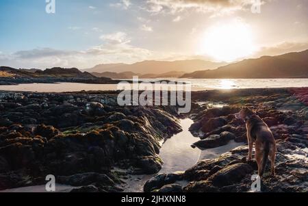 Paysage écossais : chien en train de faire une promenade sur la plage de Bourblach près de Morar sous le soleil du matin, en Écosse Banque D'Images