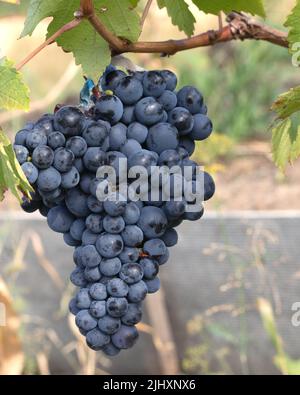 bouquet de raisins de vin rouge mûrs au moment de la récolte. Concept de la culture du raisin et de la fabrication du vin. Banque D'Images
