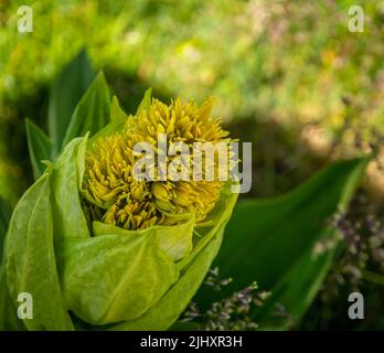 Gentiana lutea. (Fleur de montagne. Les Dolomites. Alpes italiennes. Europe. Il pousse dans des pâturages alpins et sous-alpins herbeux, habituellement sur des sols calcaires. Banque D'Images