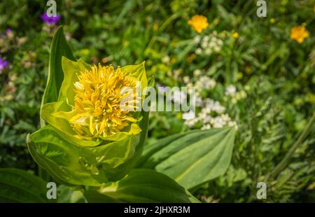 Gentiana lutea. (Fleur de montagne. Les Dolomites. Alpes italiennes. Europe. Il pousse dans des pâturages alpins et sous-alpins herbeux, habituellement sur des sols calcaires. Banque D'Images