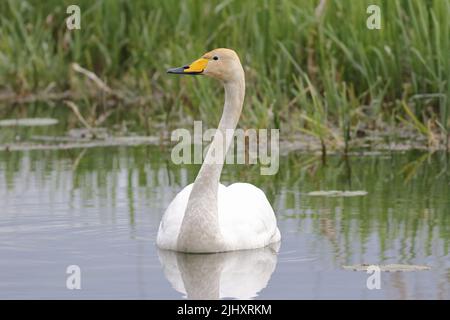 Un long cygne blanc (cygnus cygnus) nageant sur un canal dans la vallée du Derwent inférieur, dans le Yorkshire de l'est, avec des roseaux en arrière-plan. Banque D'Images