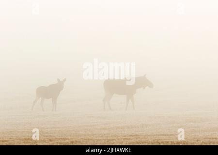 Orignal veau avec sa mère dans la brume Banque D'Images