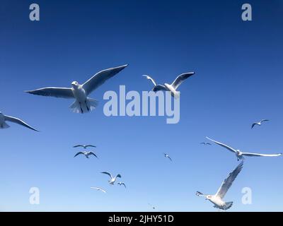 oiseaux de mouettes, troupeau d'oiseaux de mouettes blanches volant dans un beau ciel bleu avec un espace de copie dans une journée ensoleillée. animal concept photo de fond Banque D'Images