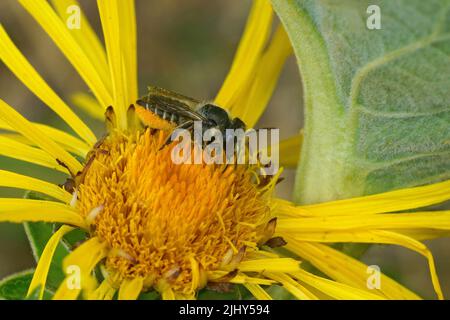 Gros plan sur une abeille femelle à feuilles patchwork, Megachile centuncularis, collectant du pollen jaune d'Inula officinalis dans le jardin Banque D'Images