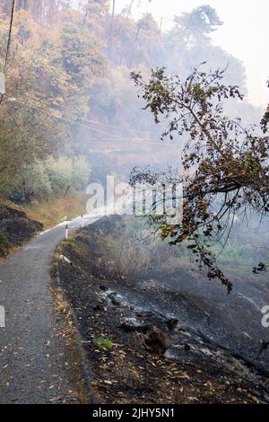 Massarosa, Lucca, Italie. 19th juillet 2022. Un immense feu a frappé les collines de Massarosa, en Toscane, environ 700 hectares de bois brûlé, environ 100 maisons et 500 personnes évacuées, pendant trois jours 4 avions canadair et 6 hélicoptères seulement à l'œuvre pour essayer de mettre les flammes. (Credit image: © Federico Neri/Pacific Press via ZUMA Press Wire) Banque D'Images