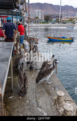 Pélicans péruviens, Pelecanus thagus, attendant des cracs de poisson sur le quai du bassin du bateau de pêche à Antofagasta, Chili. Banque D'Images
