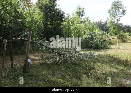 Weimar, Allemagne. 21st juillet 2022. Deux arbres ont été coupés près du mémorial de Buchenwald. Sept arbres au total ont été coupés pour commémorer les victimes du camp de concentration nazi près de Weimar. Les arbres ont été dédiés aux enfants tués de Buchenwald et à six prisonniers nommés. Credit: Bodo Schackow/dpa/Alay Live News Banque D'Images