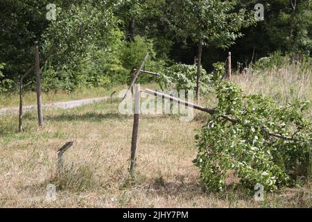 Weimar, Allemagne. 21st juillet 2022. Trois arbres ont été coupés près du mémorial de Buchenwald. Sept arbres au total ont été coupés pour commémorer les victimes du camp de concentration nazi près de Weimar. Les arbres ont été dédiés aux enfants tués de Buchenwald et à six prisonniers nommés. Credit: Bodo Schackow/dpa/Alay Live News Banque D'Images