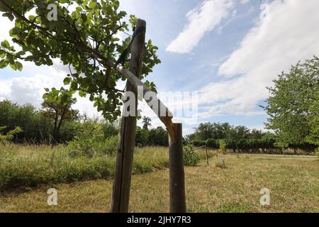 Weimar, Allemagne. 21st juillet 2022. Un arbre a été scié près du mémorial de Buchenwald. Sept arbres au total ont été sciés pour commémorer les victimes du camp de concentration nazi près de Weimar. Les arbres ont été dédiés aux enfants tués de Buchenwald et à six prisonniers nommés. Credit: Bodo Schackow/dpa/Alay Live News Banque D'Images