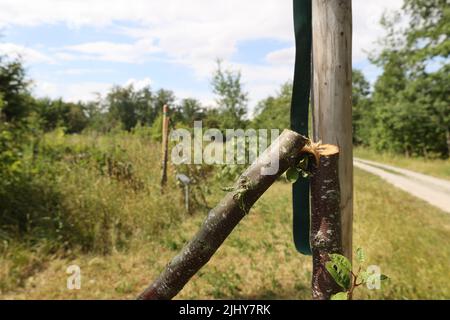 Weimar, Allemagne. 21st juillet 2022. Un arbre a été scié près du mémorial de Buchenwald. Sept arbres au total ont été sciés pour commémorer les victimes du camp de concentration nazi près de Weimar. Les arbres ont été dédiés aux enfants tués de Buchenwald et à six prisonniers nommés. Credit: Bodo Schackow/dpa/Alay Live News Banque D'Images