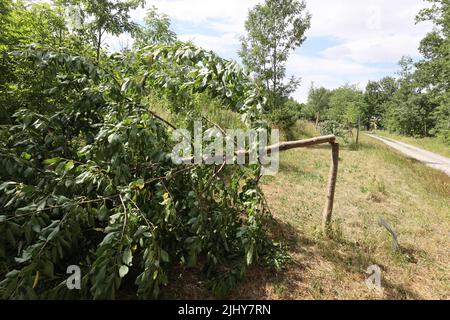 Weimar, Allemagne. 21st juillet 2022. Un arbre a été scié près du mémorial de Buchenwald. Sept arbres au total ont été sciés pour commémorer les victimes du camp de concentration nazi près de Weimar. Les arbres ont été dédiés aux enfants tués de Buchenwald et à six prisonniers nommés. Credit: Bodo Schackow/dpa/Alay Live News Banque D'Images